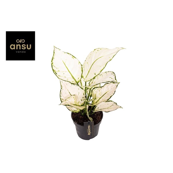 <h4>Aglaonema White Joy</h4>