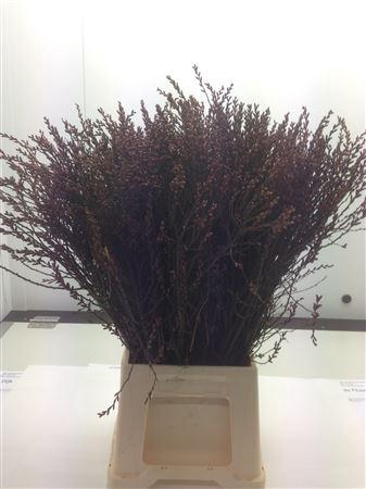 <h4>Myrica Gale X100</h4>