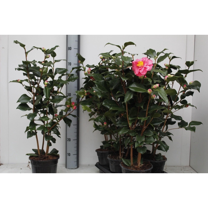 <h4>CAME J DR KING</h4>