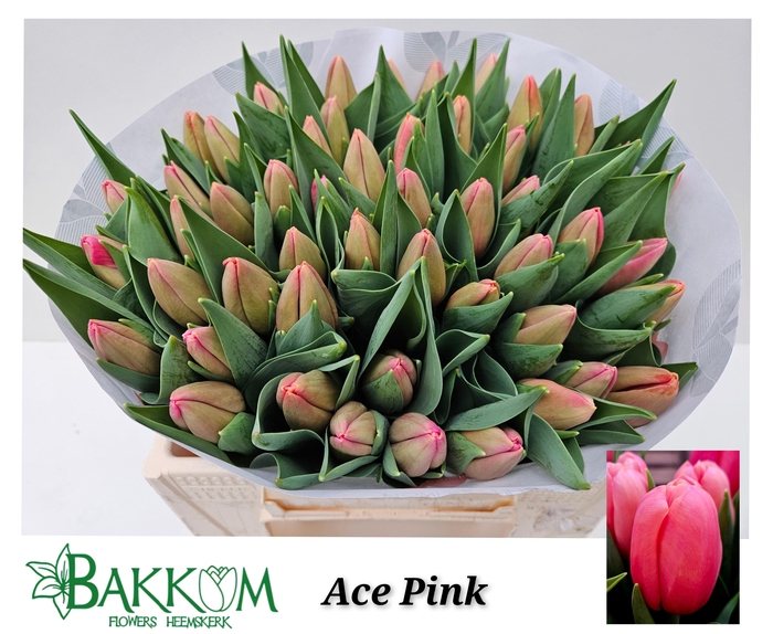 <h4>TU EN ACE PINK</h4>