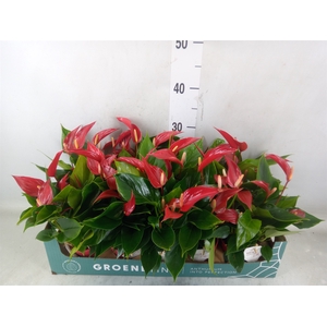 Anthurium  'Banderola Roja'