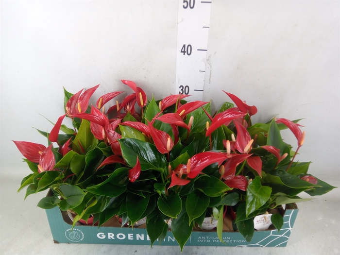 <h4>Anthurium  'Banderola Roja'</h4>