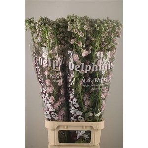 Delph El Dewi Pink Spijker