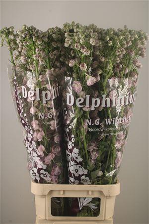 <h4>Delph El Dewi Pink Spijker</h4>