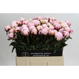 Paeonia Lact. Reine Hortense