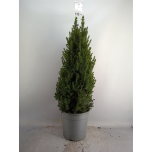 Picea glauca 'Perfecta'