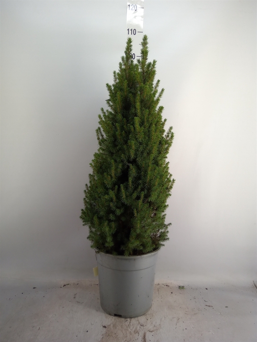 <h4>Picea glauca 'Perfecta'</h4>