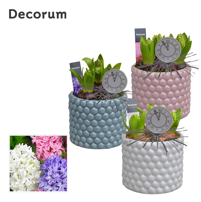 <h4>ARR HYACINTH</h4>