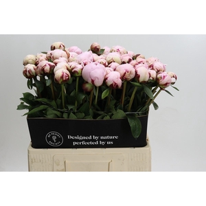 Paeonia Reine Hortense