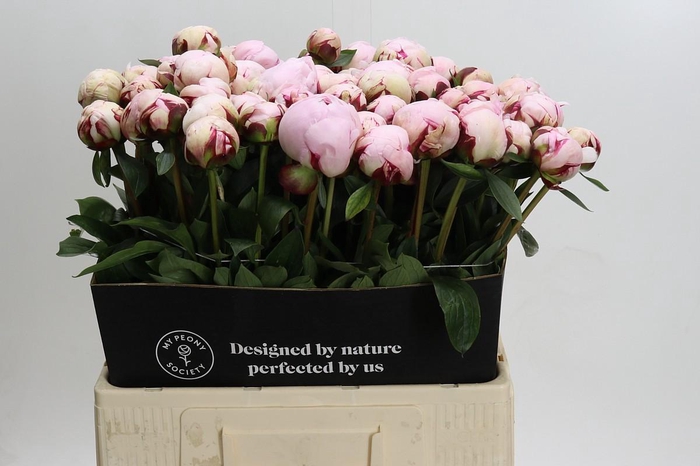 <h4>Paeonia Reine Hortense</h4>