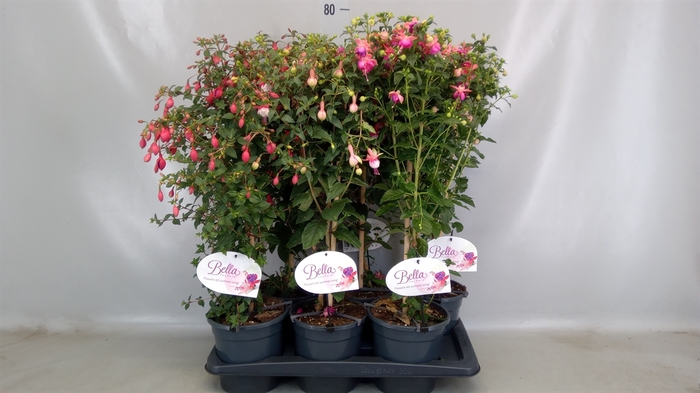 <h4>Fuchsia   ...</h4>