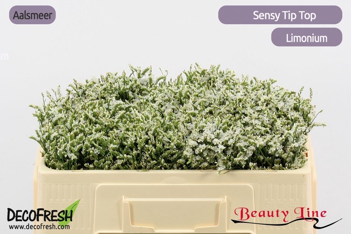 <h4>LIM SIN SEN TIP TOP</h4>