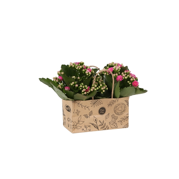 <h4>KP-825.3 - Kalanchoe Rosalina 7cm in duo kraft tas</h4>