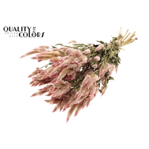 Celosia Dried per bunch Natural Light Pink