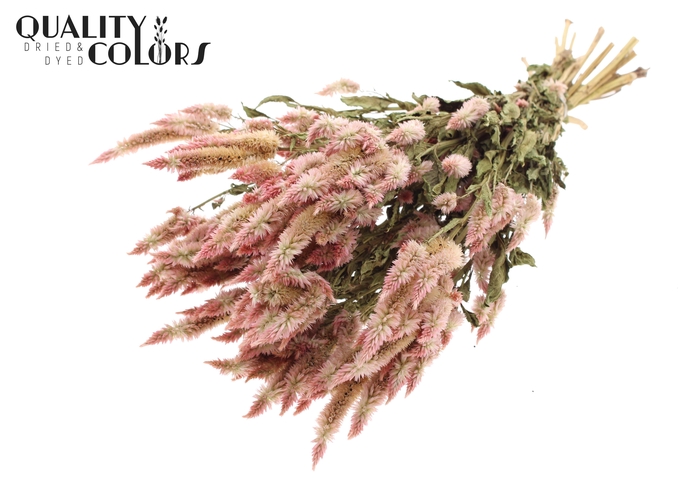 <h4>Celosia Dried per bunch Natural Light Pink</h4>