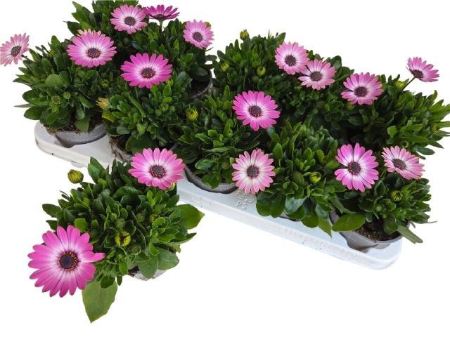 <h4>OSTEO FP PINK + EYE</h4>