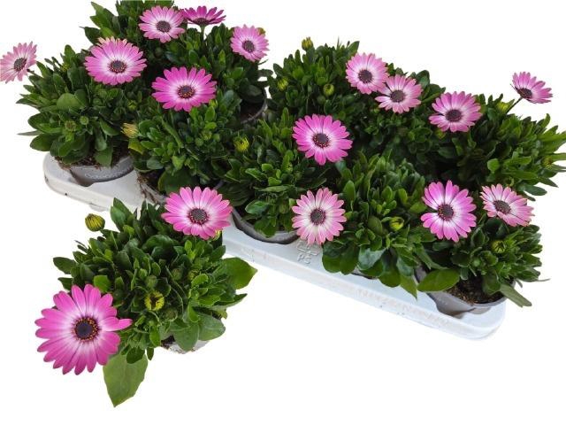 <h4>OSTEO FP PINK + EYE</h4>