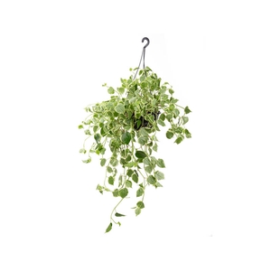 PEPEROMIA SCANDENS C21 MIN 50 CM PENDENTE