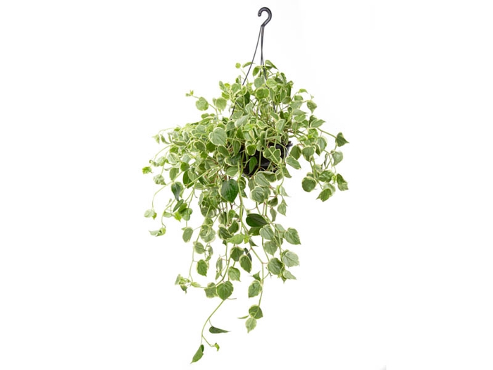 PEPEROMIA SCANDENS C21 MIN 50 CM PENDENTE