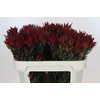 Leucadendron Blush Spray
