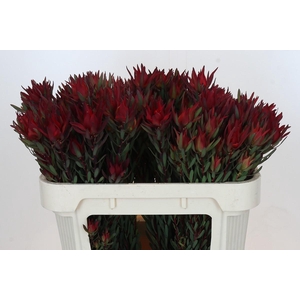 Leucadendron Blush Spray
