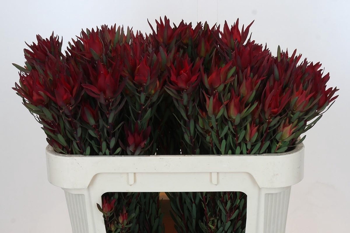 <h4>Leucadendron Blush Spray</h4>