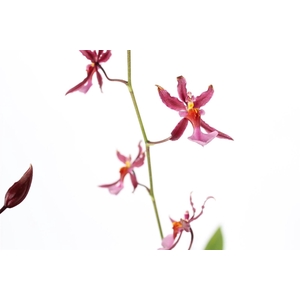 Oncidium