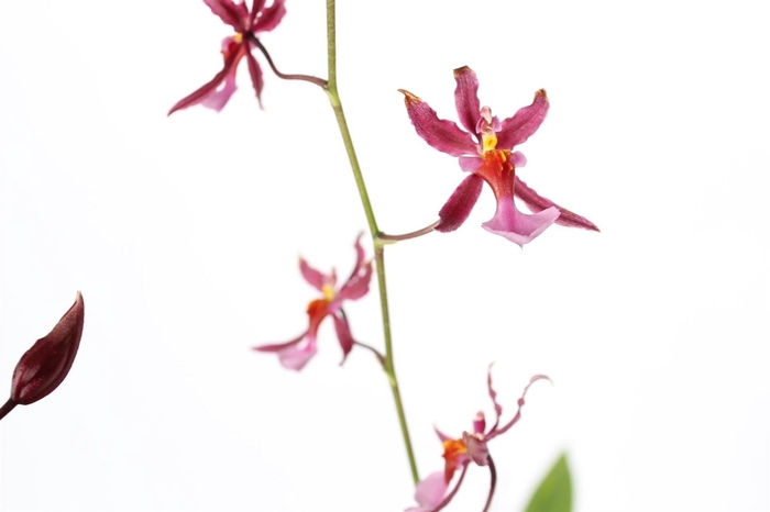 <h4>Oncidium</h4>