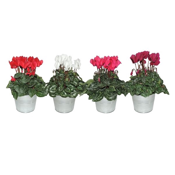 <h4>Cyclamen Super Serie in Zinken pot met Hengsel Gemengd</h4>