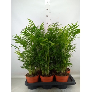 Chamaedorea elegans