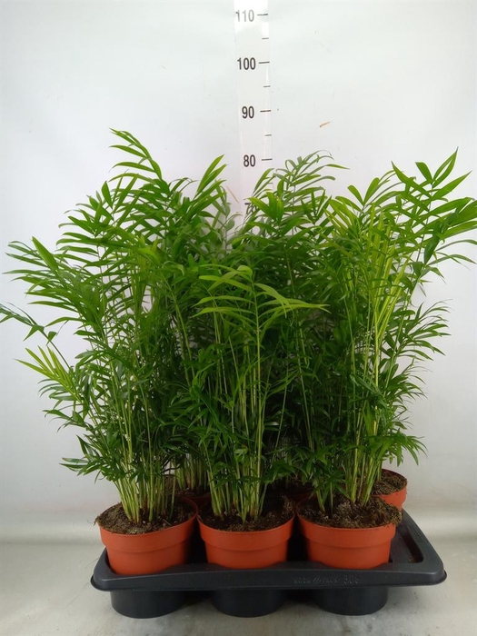 <h4>Chamaedorea elegans</h4>