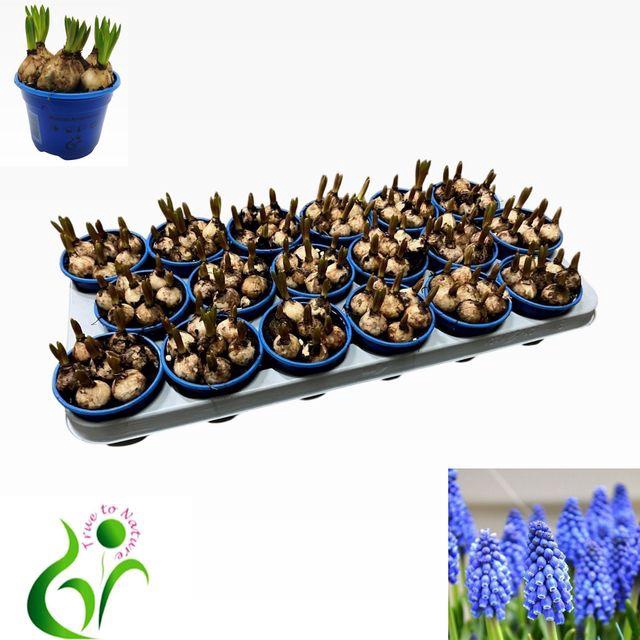 <h4>MUSCARI ARMENIACUM P9</h4>