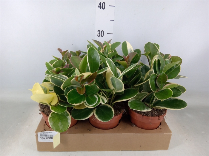 <h4>Hoya australis 'Blondie'</h4>