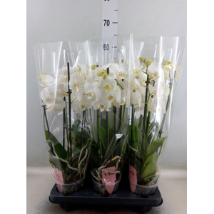 Phalaenopsis  'Ant Inverness'