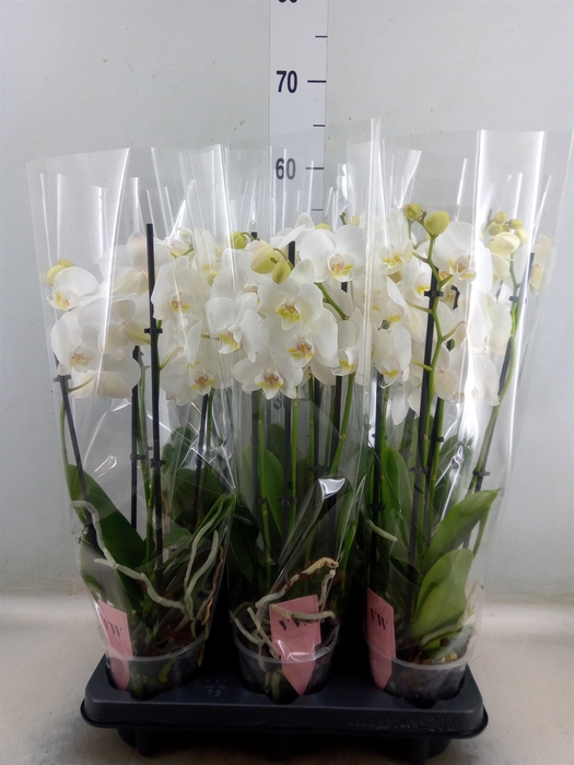 <h4>Phalaenopsis  'Ant Inverness'</h4>