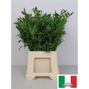 RUSCUS KORT PB