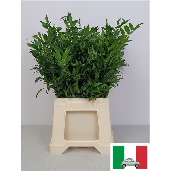 <h4>RUSCUS KORT PB</h4>