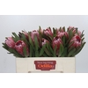 Protea Pink Ice