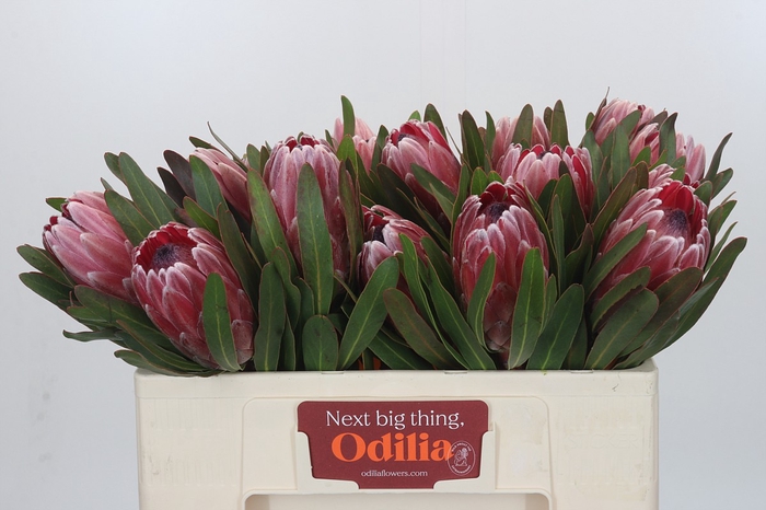 <h4>Protea Pink Ice</h4>