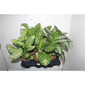 Aglao Gemengd P17