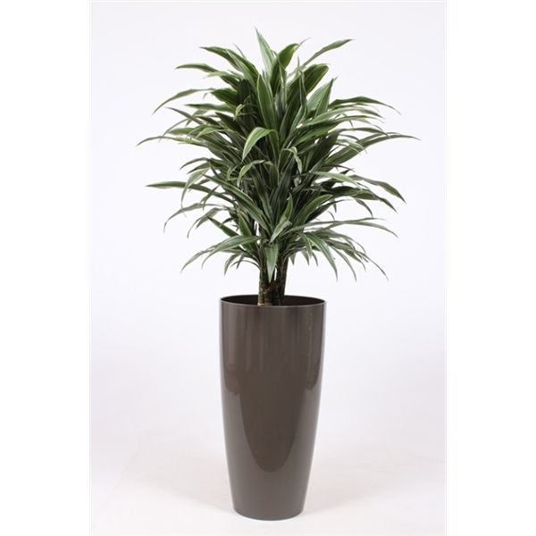 <h4>Dracaena Warneckie in Santorini pot "taupe"</h4>