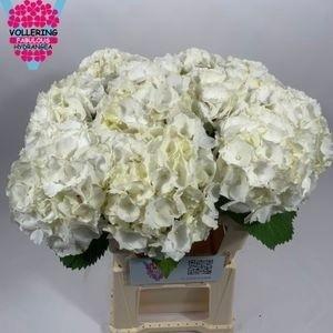 <h4>HYDR M CH WHI VERENA</h4>