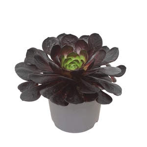 xSemponium  'Destiny'