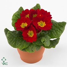 Primula ROOD