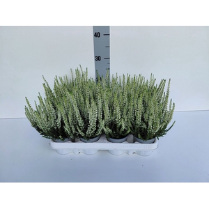Calluna vulg. 'Beauty L Verenka'