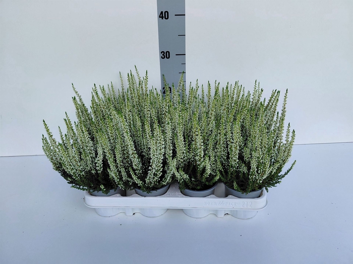 <h4>Calluna vulg. 'Beauty L Verenka'</h4>