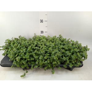 Callisia repens