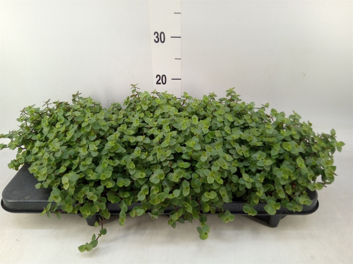 <h4>Callisia repens</h4>