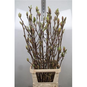 Magnolia Grandi Yellow