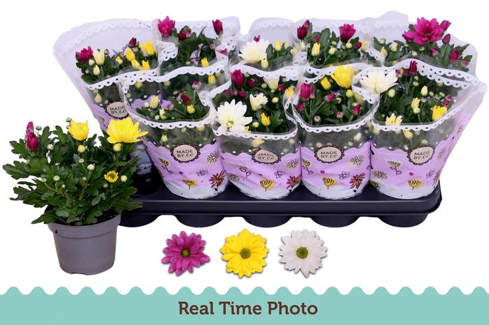 <h4>CHRYS GEM IN POT</h4>